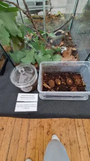  3.A a výstava bezobratlých v botanické zahradě.  