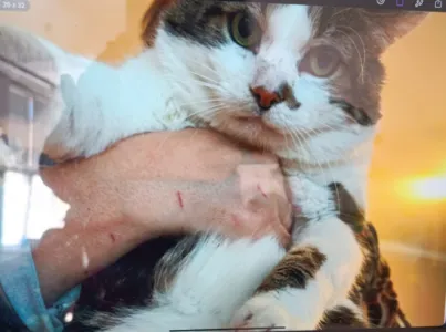 Jak můžeme pomáhat zvířatům z ulice - akce v ŠD 