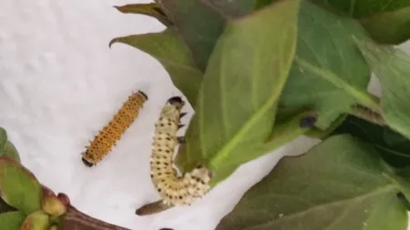 6.C má nové mazlíčky 